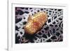 Flamingo Tongue Cowrie-Hal Beral-Framed Photographic Print