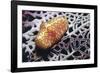 Flamingo Tongue Cowrie-Hal Beral-Framed Photographic Print