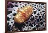 Flamingo Tongue Cowrie-Hal Beral-Framed Photographic Print