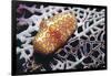 Flamingo Tongue Cowrie-Hal Beral-Framed Photographic Print