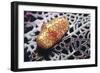 Flamingo Tongue Cowrie-Hal Beral-Framed Photographic Print