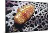 Flamingo Tongue Cowrie-Hal Beral-Mounted Photographic Print