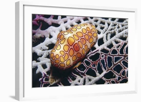 Flamingo Tongue Cowrie-Hal Beral-Framed Photographic Print