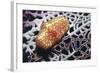 Flamingo Tongue Cowrie-Hal Beral-Framed Photographic Print