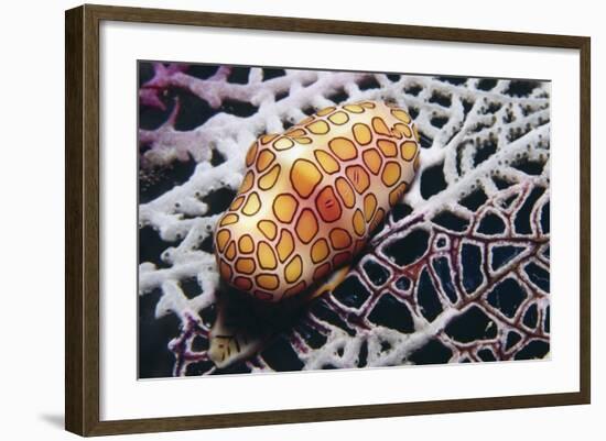 Flamingo Tongue Cowrie-Hal Beral-Framed Photographic Print