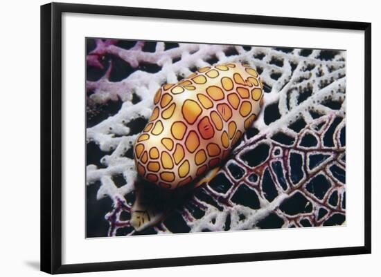 Flamingo Tongue Cowrie-Hal Beral-Framed Photographic Print