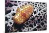 Flamingo Tongue Cowrie-Hal Beral-Mounted Photographic Print
