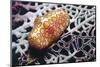 Flamingo Tongue Cowrie-Hal Beral-Mounted Photographic Print