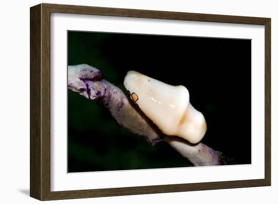 Flamingo Tongue (Cyphoma Gibbosum), Dominica, West Indies, Caribbean, Central America-Lisa Collins-Framed Photographic Print