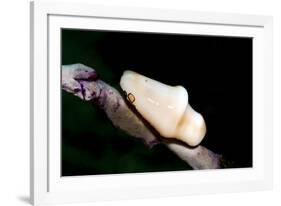 Flamingo Tongue (Cyphoma Gibbosum), Dominica, West Indies, Caribbean, Central America-Lisa Collins-Framed Photographic Print