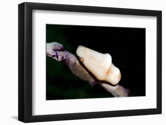 Flamingo Tongue (Cyphoma Gibbosum), Dominica, West Indies, Caribbean, Central America-Lisa Collins-Framed Photographic Print