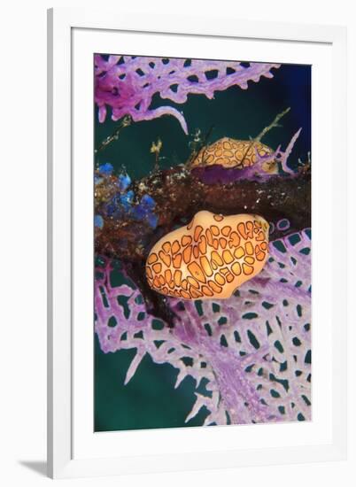 Flamingo Tongue Snail, Northern Bahamas, Caribbean-Stuart Westmorland-Framed Photographic Print