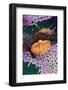 Flamingo Tongue Snail, Northern Bahamas, Caribbean-Stuart Westmorland-Framed Photographic Print