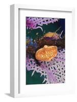 Flamingo Tongue Snail, Northern Bahamas, Caribbean-Stuart Westmorland-Framed Photographic Print