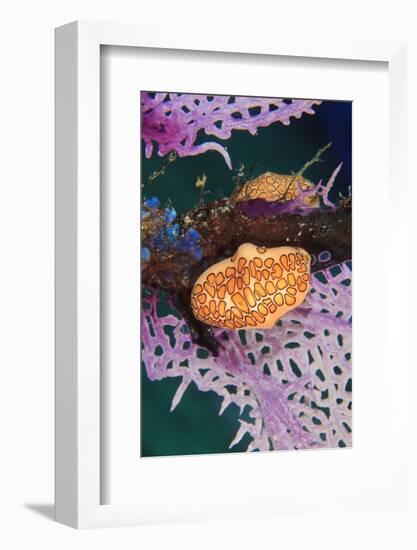 Flamingo Tongue Snail, Northern Bahamas, Caribbean-Stuart Westmorland-Framed Photographic Print