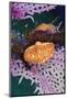 Flamingo Tongue Snail, Northern Bahamas, Caribbean-Stuart Westmorland-Mounted Photographic Print