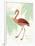 Flamingo Tropicale II-Sue Schlabach-Framed Art Print