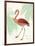 Flamingo Tropicale II-Sue Schlabach-Framed Art Print