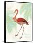 Flamingo Tropicale II-Sue Schlabach-Framed Stretched Canvas