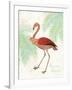 Flamingo Tropicale II-Sue Schlabach-Framed Art Print