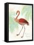 Flamingo Tropicale II-Sue Schlabach-Framed Stretched Canvas