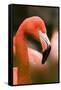 Flamingo Up Close-Lantern Press-Framed Stretched Canvas