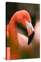 Flamingo Up Close-Lantern Press-Stretched Canvas