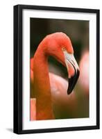 Flamingo Up Close-Lantern Press-Framed Art Print