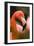 Flamingo Up Close-Lantern Press-Framed Art Print