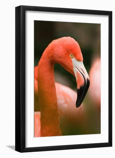 Flamingo Up Close-Lantern Press-Framed Art Print