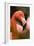 Flamingo Up Close-Lantern Press-Framed Art Print