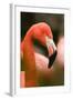 Flamingo Up Close-Lantern Press-Framed Art Print