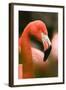 Flamingo Up Close-Lantern Press-Framed Art Print