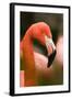 Flamingo Up Close-Lantern Press-Framed Art Print