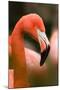 Flamingo Up Close-Lantern Press-Mounted Art Print