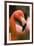 Flamingo Up Close-Lantern Press-Framed Art Print