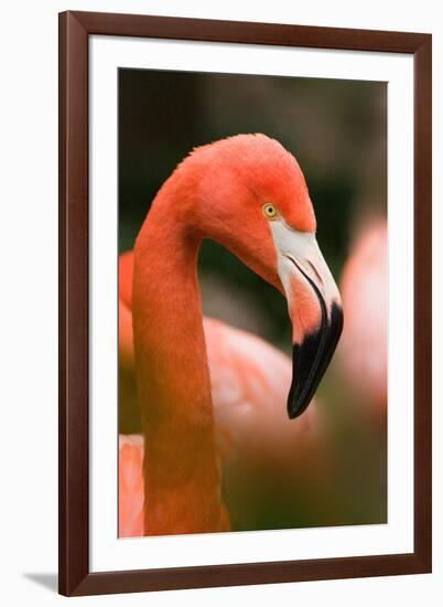 Flamingo Up Close-Lantern Press-Framed Art Print