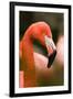 Flamingo Up Close-Lantern Press-Framed Art Print