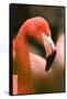 Flamingo Up Close-Lantern Press-Framed Stretched Canvas