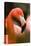 Flamingo Up Close-Lantern Press-Stretched Canvas