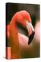 Flamingo Up Close-Lantern Press-Stretched Canvas