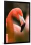 Flamingo Up Close-Lantern Press-Framed Art Print