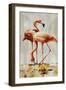 Flamingo V-Sydney Edmunds-Framed Giclee Print