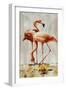 Flamingo V-Sydney Edmunds-Framed Giclee Print