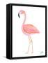 Flamingo Walk III-Julie DeRice-Framed Stretched Canvas