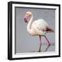 Flamingo walking in water, Namibia, Africa-Panoramic Images-Framed Photographic Print