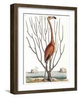 Flamingo with Keratophyton Plant, 1731-Science Source-Framed Giclee Print