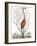 Flamingo with Keratophyton Plant, 1731-Science Source-Framed Giclee Print