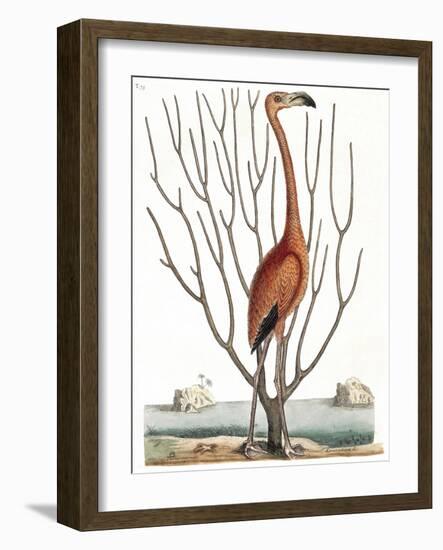 Flamingo with Keratophyton Plant, 1731-Science Source-Framed Giclee Print