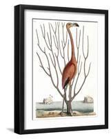 Flamingo with Keratophyton Plant, 1731-Science Source-Framed Giclee Print